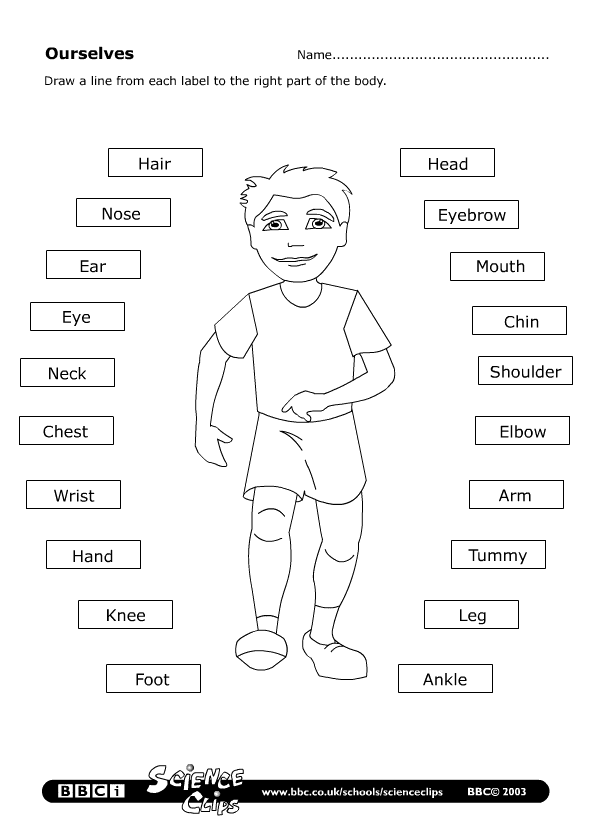 Worksheet Body Parts In English